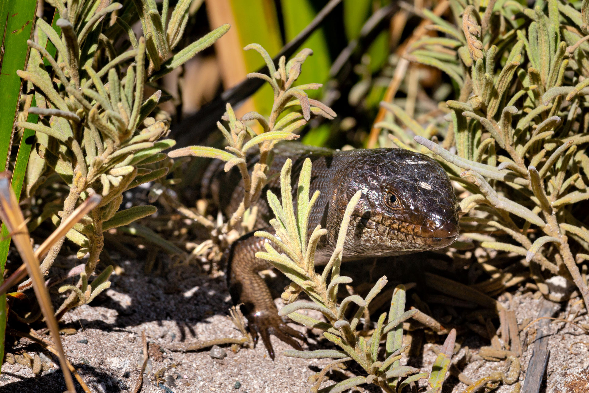 Rottnest Island - Stachelschwanz-Skink